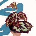 Begonia rex 'China Curl' - Welsh Grown - Sprouts of Bristol