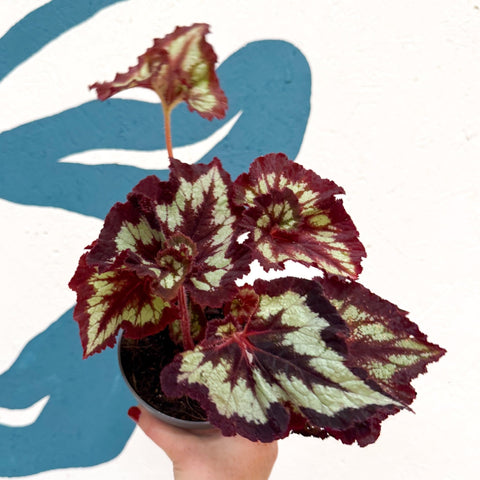 Begonia rex 'China Curl' - Welsh Grown - Sprouts of Bristol