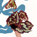 Begonia rex 'China Curl' - Welsh Grown - Sprouts of Bristol