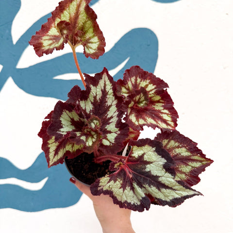 Begonia rex 'China Curl' - Welsh Grown - Sprouts of Bristol