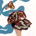 Begonia rex 'China Curl' - Welsh Grown - Sprouts of Bristol