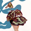 Begonia rex 'China Curl' - Welsh Grown - Sprouts of Bristol