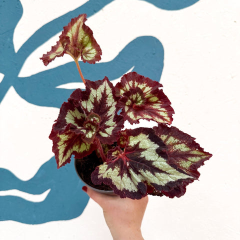 Begonia rex 'China Curl' - Welsh Grown - Sprouts of Bristol