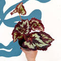 Begonia rex 'China Curl' - Welsh Grown - Sprouts of Bristol
