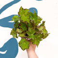 Begonia rex 'Cleopatra' - Welsh Grown - Sprouts of Bristol