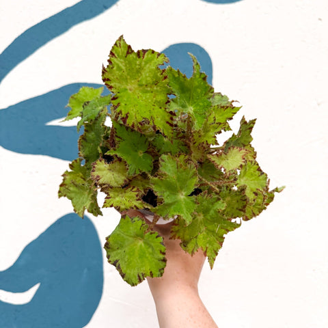Begonia rex 'Cleopatra' - Welsh Grown - Sprouts of Bristol