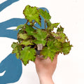 Begonia rex 'Cleopatra' - Welsh Grown - Sprouts of Bristol