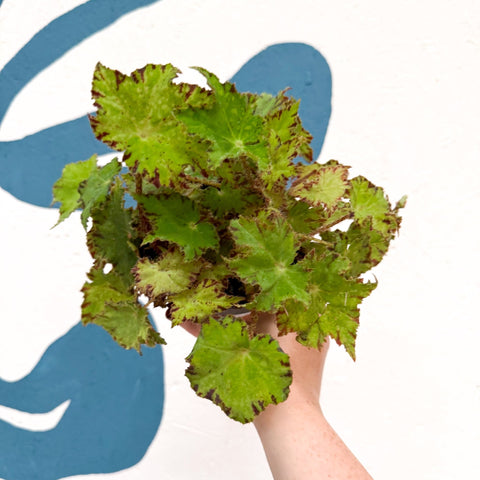 Begonia rex 'Cleopatra' - Welsh Grown - Sprouts of Bristol