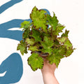 Begonia rex 'Cleopatra' - Welsh Grown - Sprouts of Bristol
