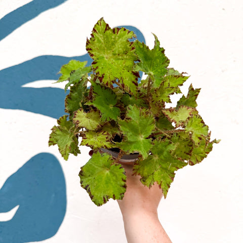 Begonia rex 'Cleopatra' - Welsh Grown - Sprouts of Bristol
