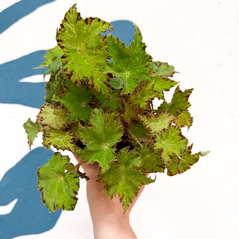 Begonia rex 'Cleopatra' - Welsh Grown - Sprouts of Bristol