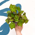 Begonia rex 'Cleopatra' - Welsh Grown - Sprouts of Bristol
