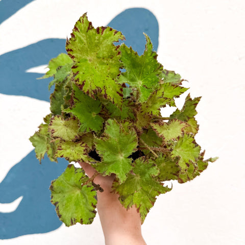 Begonia rex 'Cleopatra' - Welsh Grown - Sprouts of Bristol