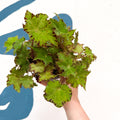 Begonia rex 'Cleopatra' - Welsh Grown - Sprouts of Bristol