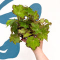 Begonia rex 'Cleopatra' - Welsh Grown - Sprouts of Bristol