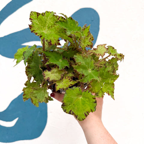Begonia rex 'Cleopatra' - Welsh Grown - Sprouts of Bristol