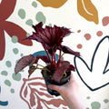 Begonia rex 'Cool Dandy' - Welsh Grown - Sprouts of Bristol