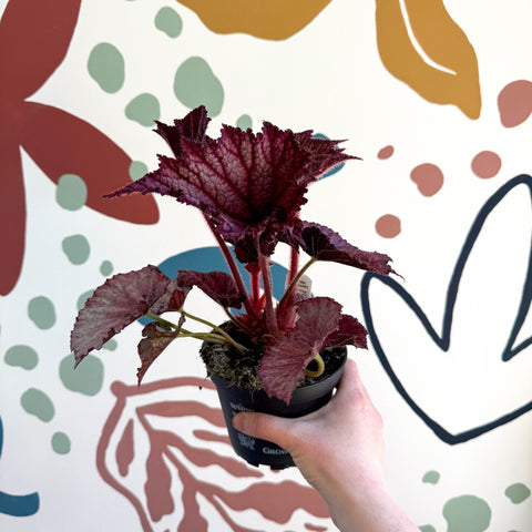 Begonia rex 'Cool Dandy' - Welsh Grown - Sprouts of Bristol