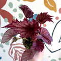 Begonia rex 'Cool Dandy' - Welsh Grown - Sprouts of Bristol
