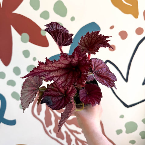 Begonia rex 'Cool Dandy' - Welsh Grown - Sprouts of Bristol