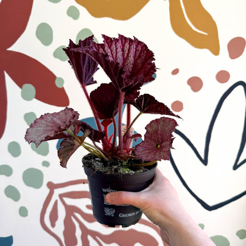 Begonia rex 'Cool Dandy' - Welsh Grown - Sprouts of Bristol