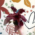 Begonia rex 'Cool Dandy' - Welsh Grown - Sprouts of Bristol