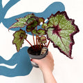 Begonia rex 'Cosmic Carnival' - Welsh Grown - Sprouts of Bristol