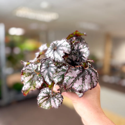 Begonia rex 'Cumbia' - Sprouts of Bristol