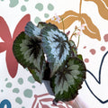 Begonia rex 'Emerald Giant - Welsh Grown - Sprouts of Bristol