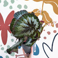 Begonia rex 'Emerald Giant - Welsh Grown - Sprouts of Bristol