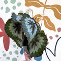 Begonia rex 'Emerald Giant - Welsh Grown - Sprouts of Bristol