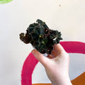 Begonia rex ‘Escargot Black Jungle’ - Sprouts of Bristol