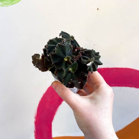 Begonia rex ‘Escargot Black Jungle’ - Sprouts of Bristol