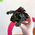 Begonia rex ‘Escargot Black Jungle’ - Sprouts of Bristol