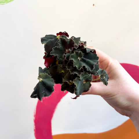 Begonia rex ‘Escargot Black Jungle’ - Sprouts of Bristol