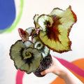 Begonia rex 'Escargot' - Welsh Grown - Sprouts of Bristol