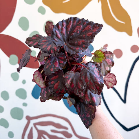 Begonia rex 'Etna' - Sprouts of Bristol
