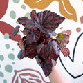 Begonia rex 'Etna' - Sprouts of Bristol