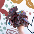 Begonia rex 'Etna' - Sprouts of Bristol