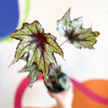 Begonia rex 'Little Brother Montgomery' - Welsh Grown - Sprouts of Bristol