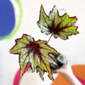 Begonia rex 'Little Brother Montgomery' - Welsh Grown - Sprouts of Bristol