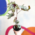 Begonia rex 'Little Brother Montgomery' - Welsh Grown - Sprouts of Bristol