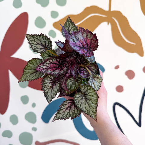 Begonia rex 'Moulin Rouge' - Welsh Grown - Sprouts of Bristol
