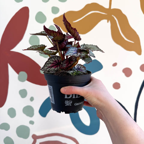 Begonia rex 'Moulin Rouge' - Welsh Grown - Sprouts of Bristol
