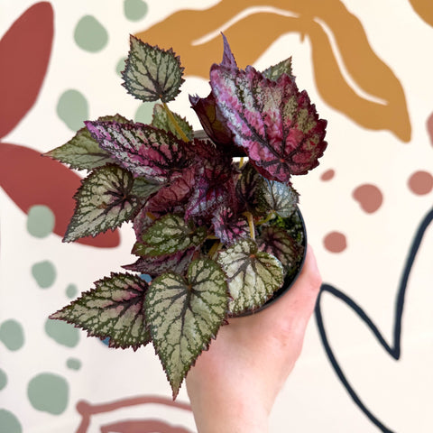 Begonia rex 'Moulin Rouge' - Welsh Grown - Sprouts of Bristol