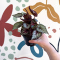 Begonia rex 'Moulin Rouge' - Welsh Grown - Sprouts of Bristol