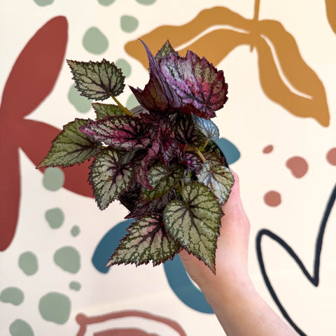 Begonia rex 'Moulin Rouge' - Welsh Grown - Sprouts of Bristol