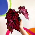 Begonia rex 'Pachea' - Welsh Grown - Sprouts of Bristol