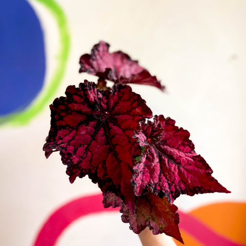 Begonia rex 'Pachea' - Welsh Grown - Sprouts of Bristol