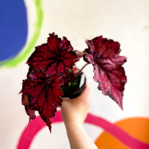 Begonia rex 'Pachea' - Welsh Grown - Sprouts of Bristol